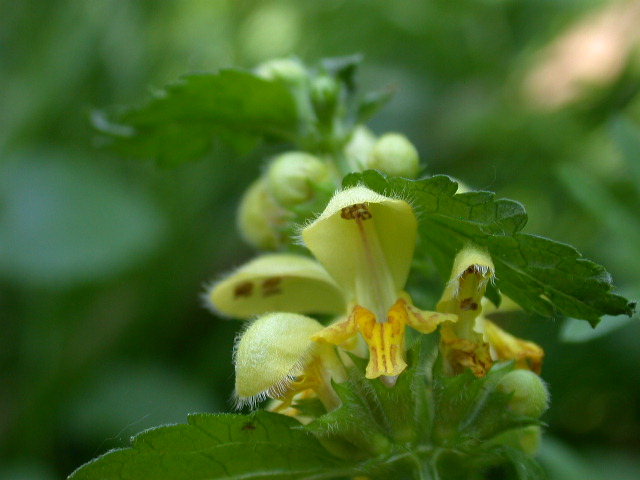 Lamium galeobdolon / Ortica morta gialla